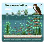 Bioacumulación