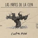 Cepa