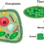 Cloroplasto