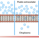 Difusión