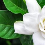 Gardenia