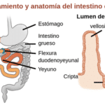 Íleon