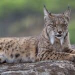 Lince