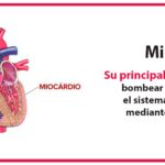 Miocardio