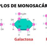 Monosacárido