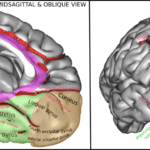 Occipital