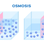 Ósmosis