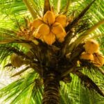 Palmera