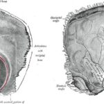 Parietal