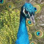 Pavo Real