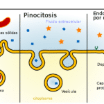 Pinocitosis