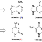 Pirimidina