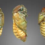 Pupa