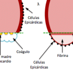 Regeneración