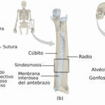 Sinartrosis