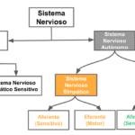 Sistema Nervioso Autónomo