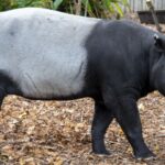 Tapir