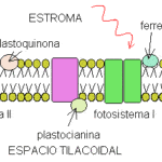 Tilacoide