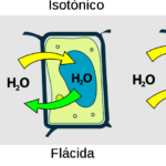 Turgencia