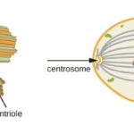 Centrosoma