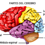 Cerebro