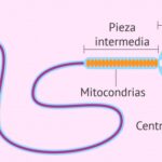 Espermatozoide